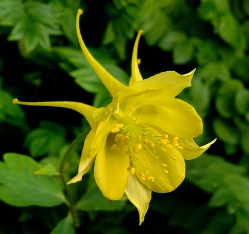 Golden Columbine
