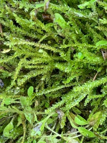 tangled thread moss