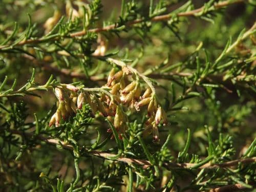 Sifton Bush Bonsai