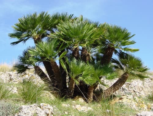 Mediterranean Fan Palm Bonsai