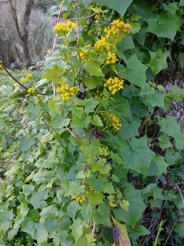 Cape-ivy