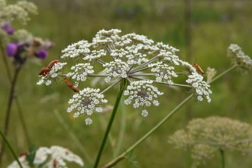 Milk Parsley