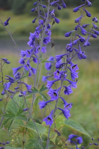 Alpine Larkspur