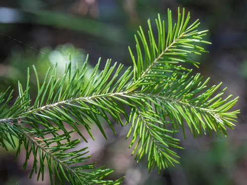 Siberian Fir Bonsai