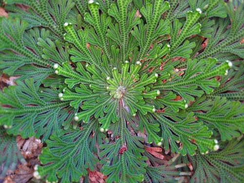 Resurrection Plant