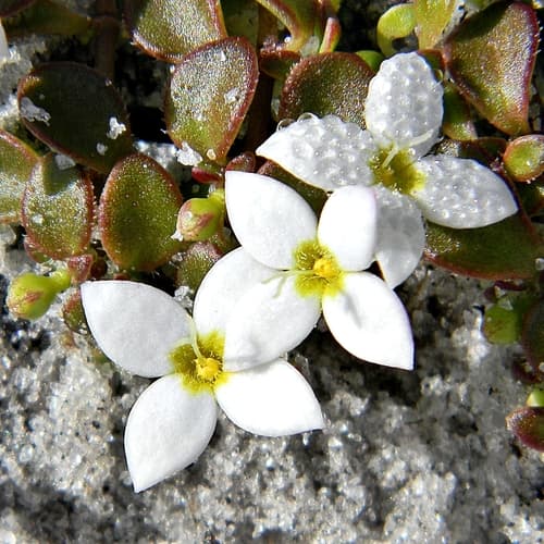 Roundleaf Bluet
