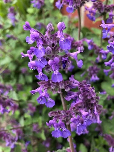 Eastern Cat-mint