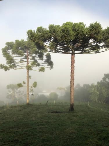 Paraná Araucaria