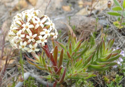 Fragrant Crassula