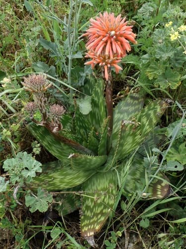 soap aloe