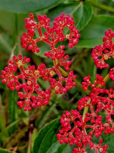 Cissus erosa