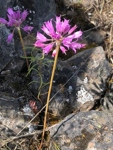 Hooker's onion