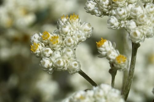 Licorice plant