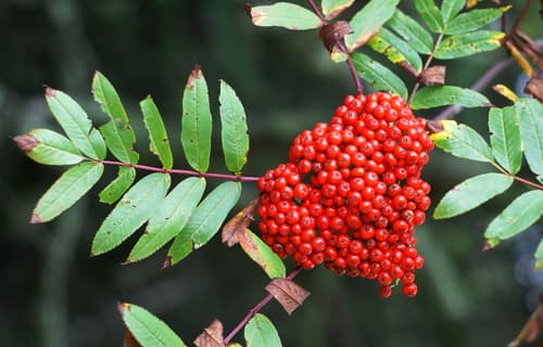 American Mountain Ash Bonsai