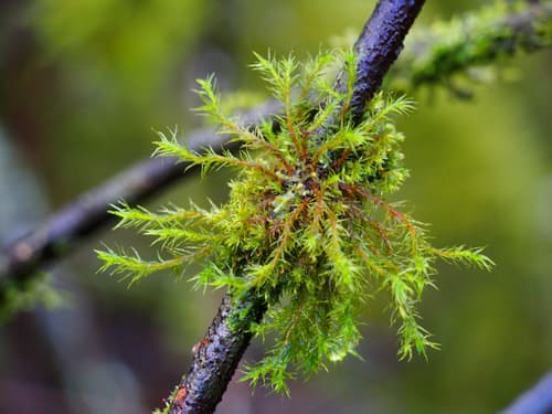 Lyell's Bristle-moss