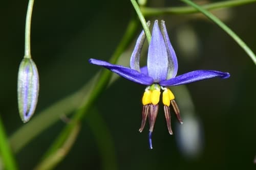 Blueberry Lily