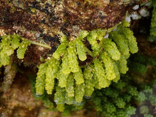 Sea Grapes