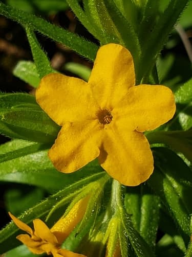 Hairy Puccoon