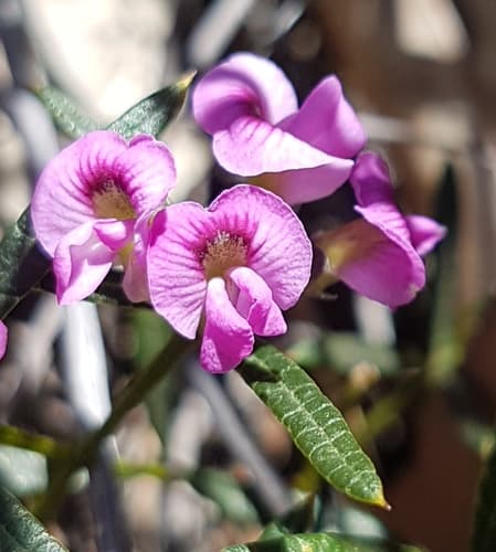 Heathy Mirbelia