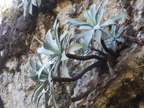 Swan-neck Agave