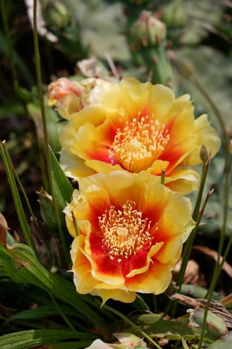 Eastern Pricklypear