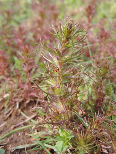 dwarf owl's-clover