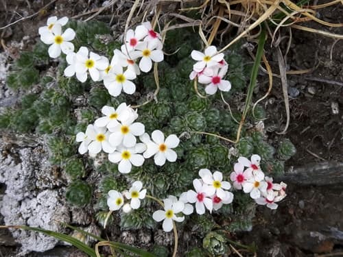 Androsace villosa