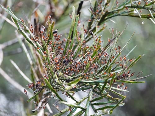New Zealand common broom