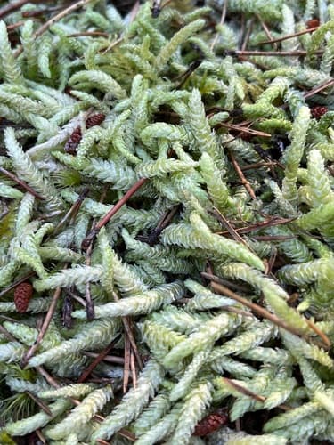 Waved Silk-moss