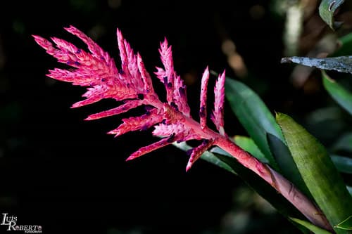 Brazilian vaseplant
