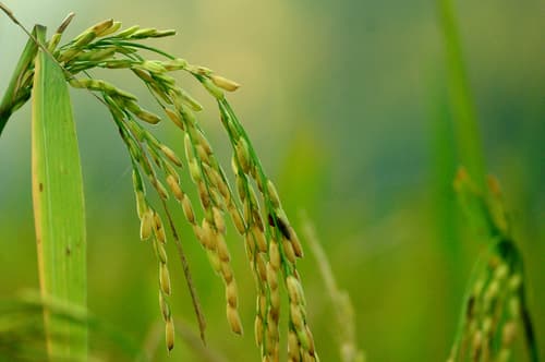 Asian Rice