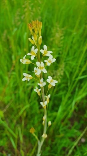 Tower Mustard