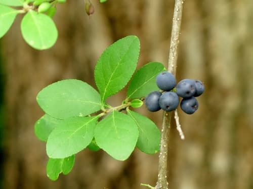 Stretchberry