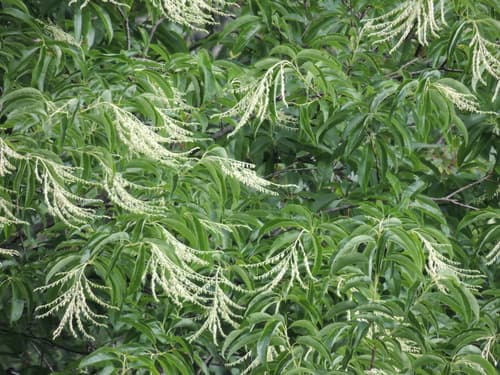 Sourwood