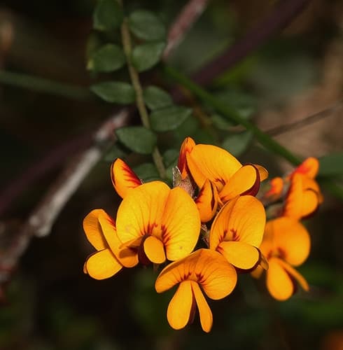 Golden Bush-Pea Bonsai