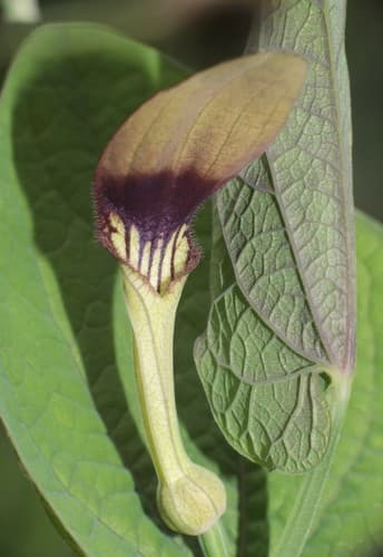 Smearwort Flower