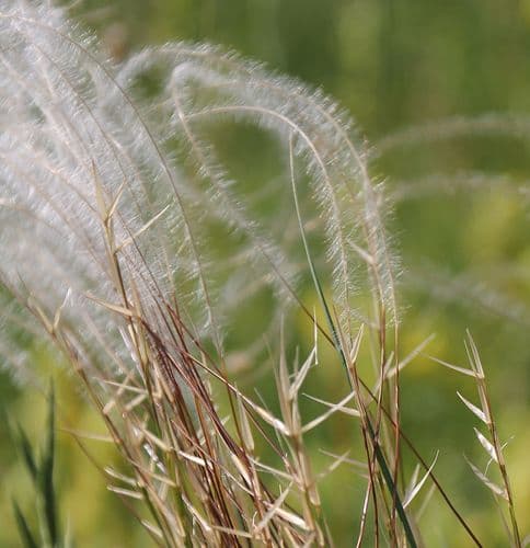 European Feather Grass