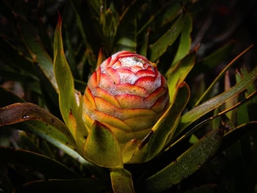 Sickleleaf Conebush
