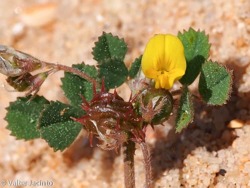 Shore Medick