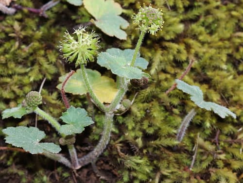 Stinking Pennywort
