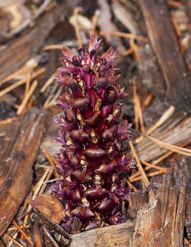 small ground-cone