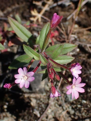Little Willowherb