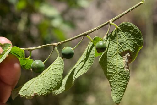 Netleaf Hackberry