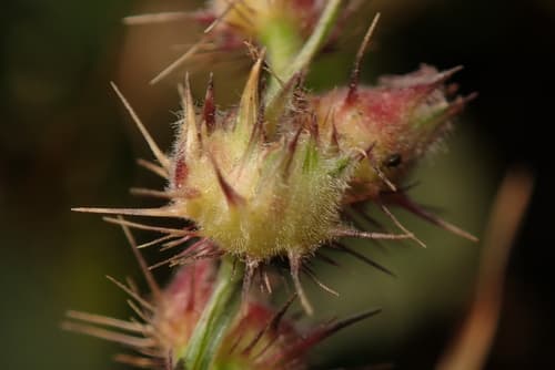 Southern Sandbur