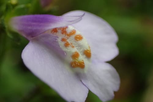 Taiwan Mazus
