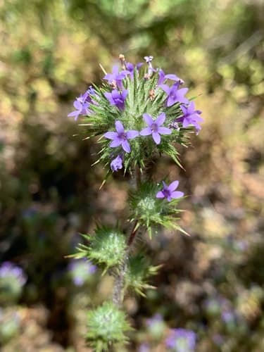 Skunkweed