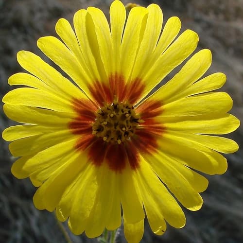 Common Madia