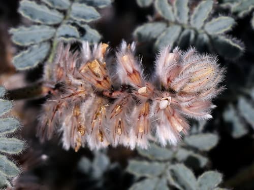 Soft Prairie Clover