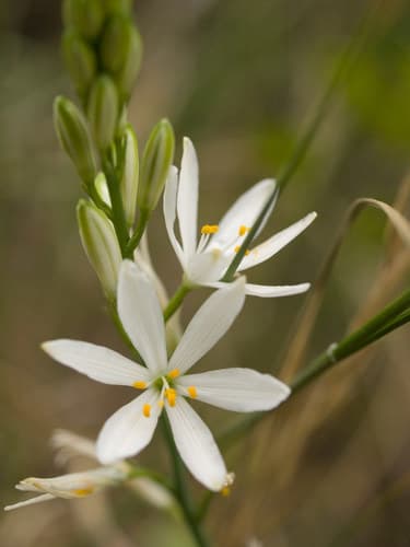 St Bernard's Lily