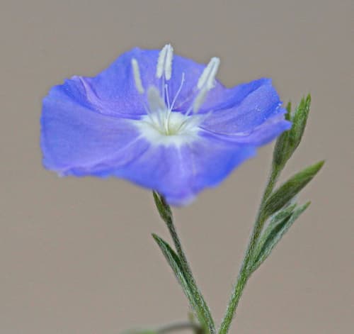 Arizona blue-eyes